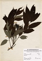 藏品(臭辣樹)的圖片